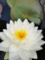 Preview: Seerose - Nymphaea Gonnere